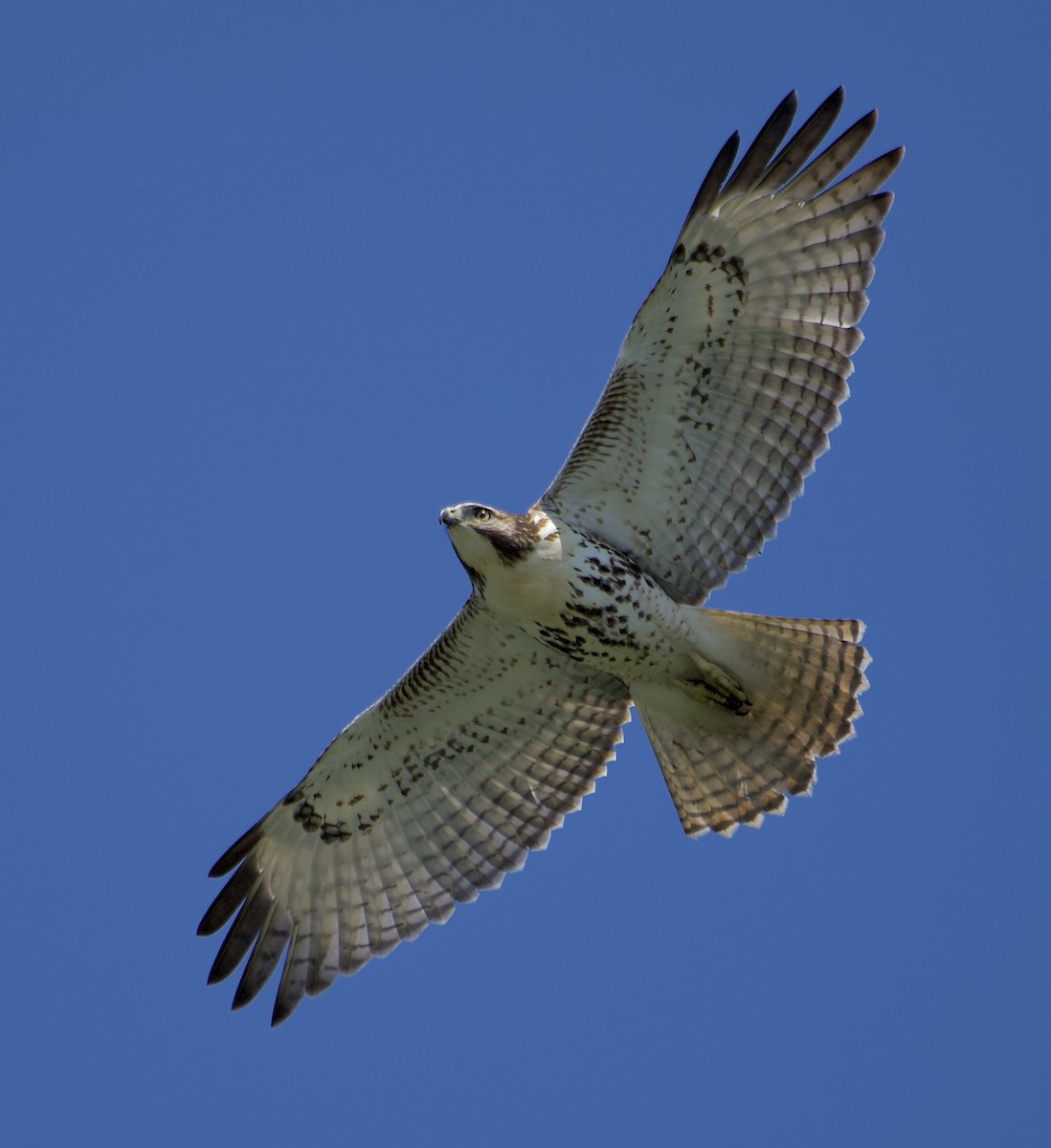 Red-tailed Hawk - ML608353971