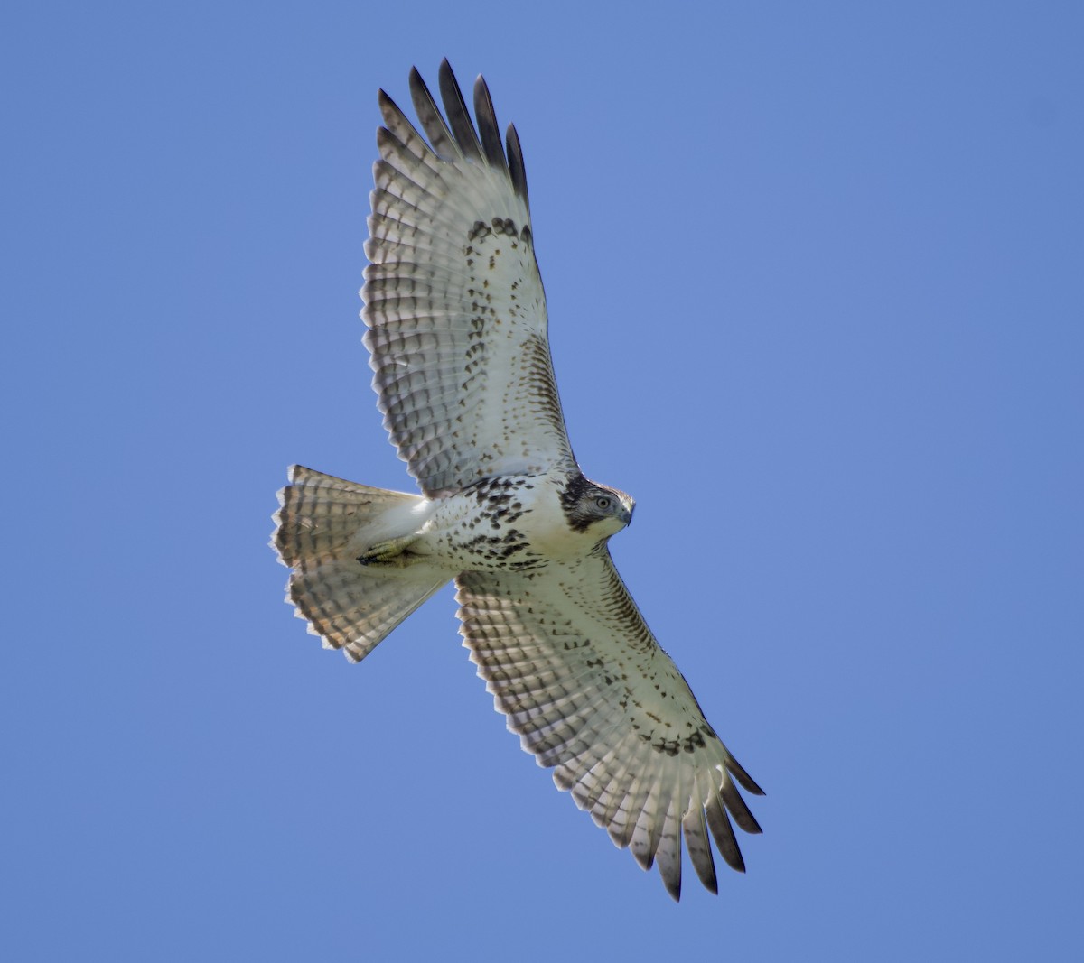 Red-tailed Hawk - ML608353972