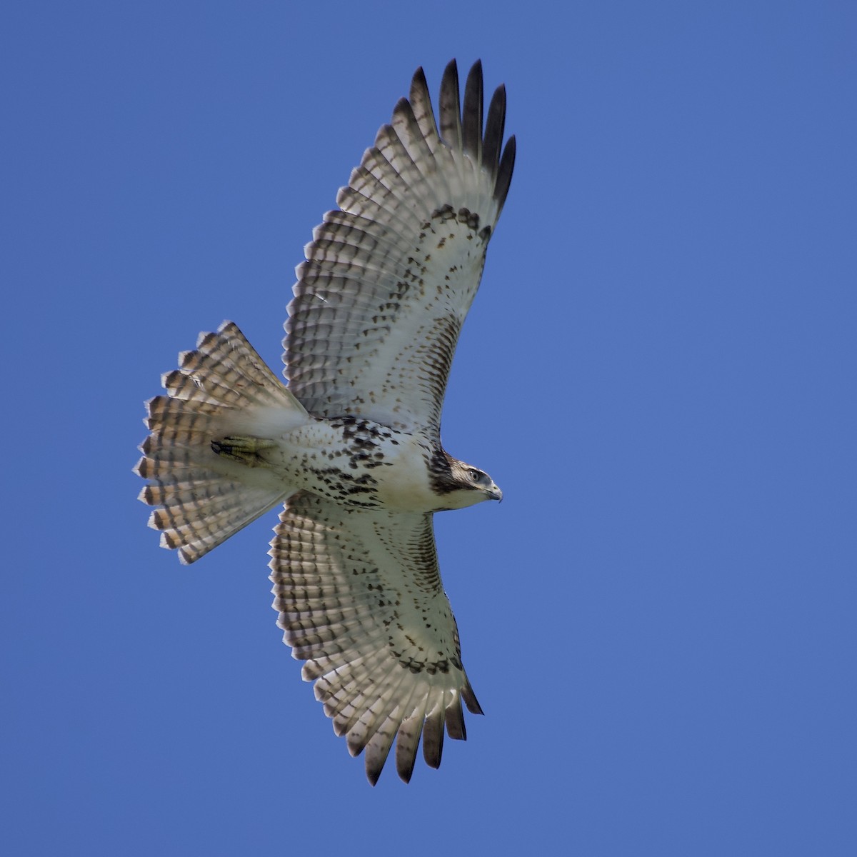 Red-tailed Hawk - ML608353973