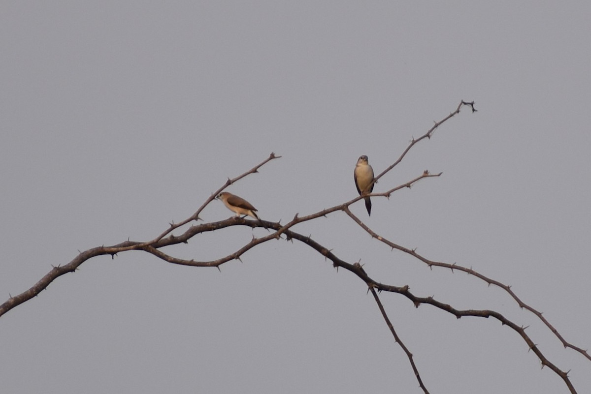 Indian Silverbill - Samakshi Tiwari