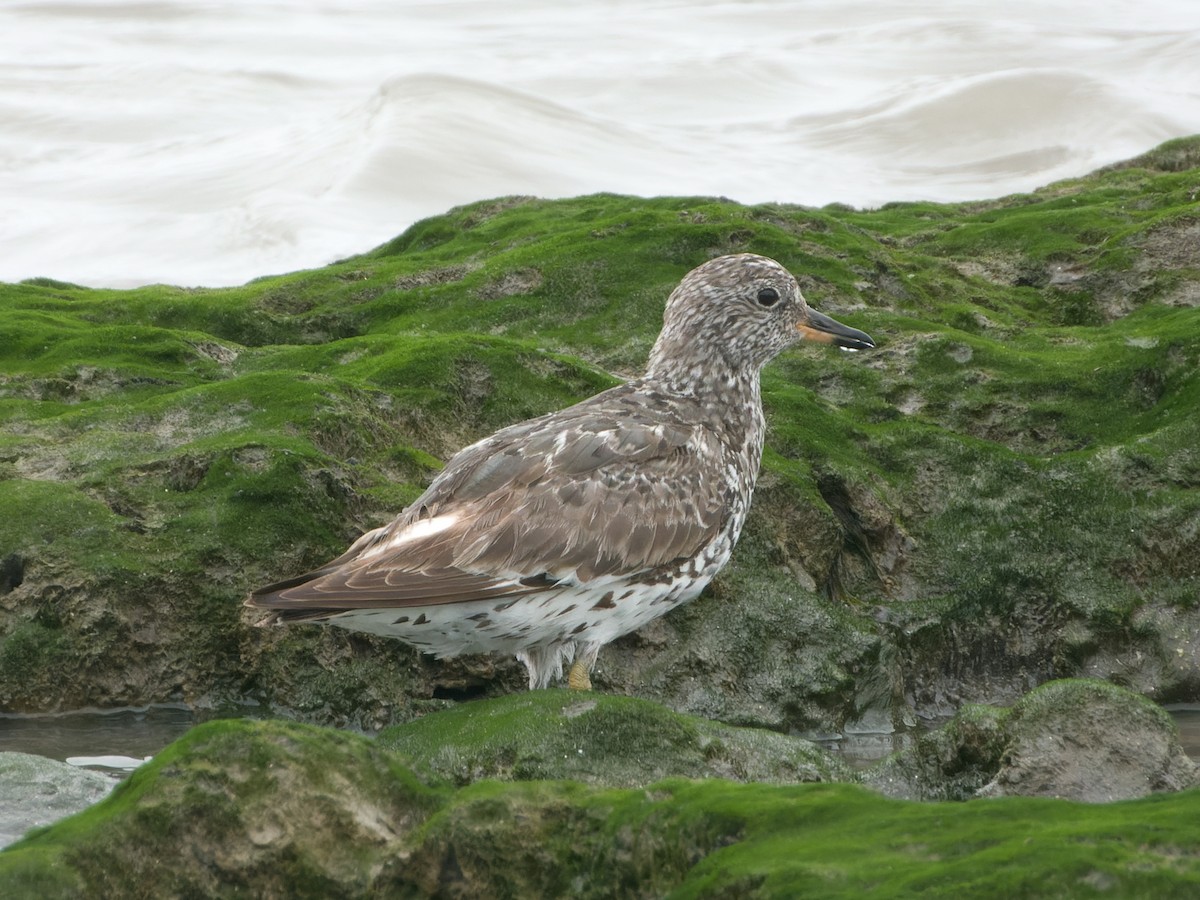 Surfbird - Rutger Koperdraad