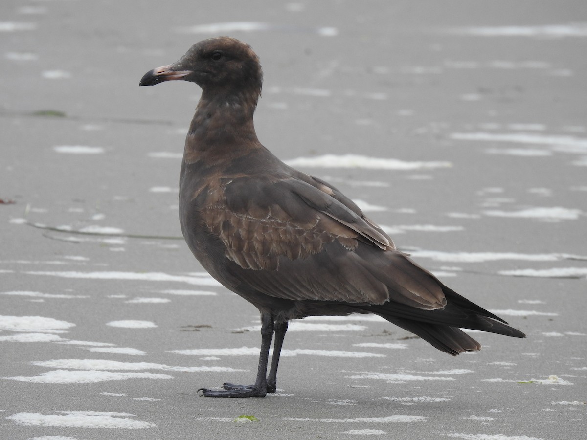 Heermann's Gull - ML608354244