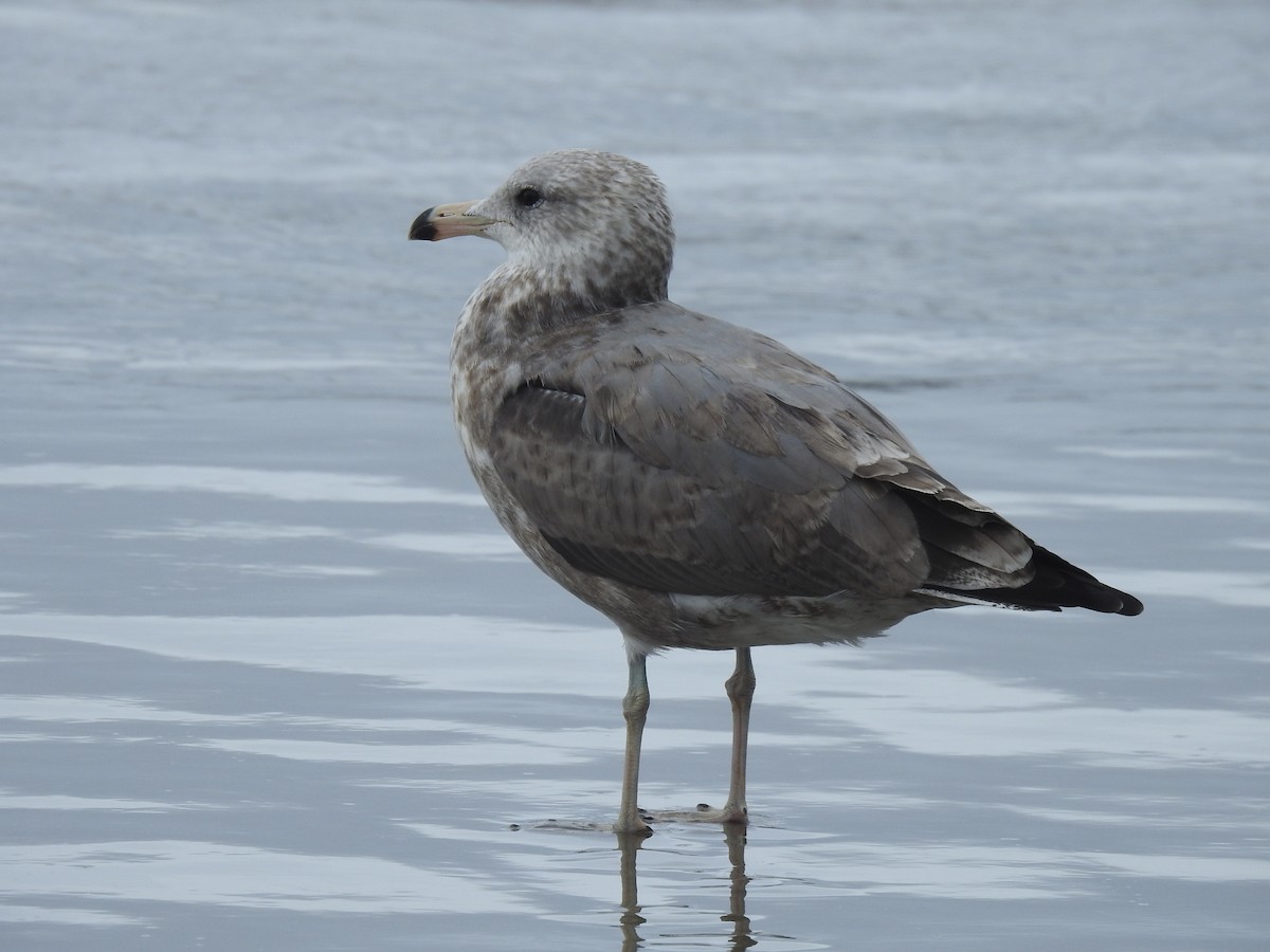 California Gull - ML608354258