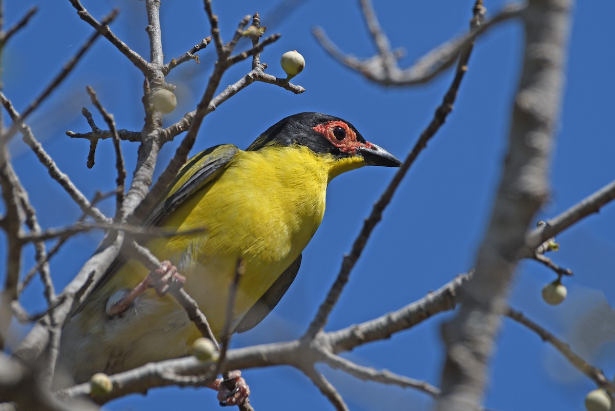 Australasian Figbird - ML608354265