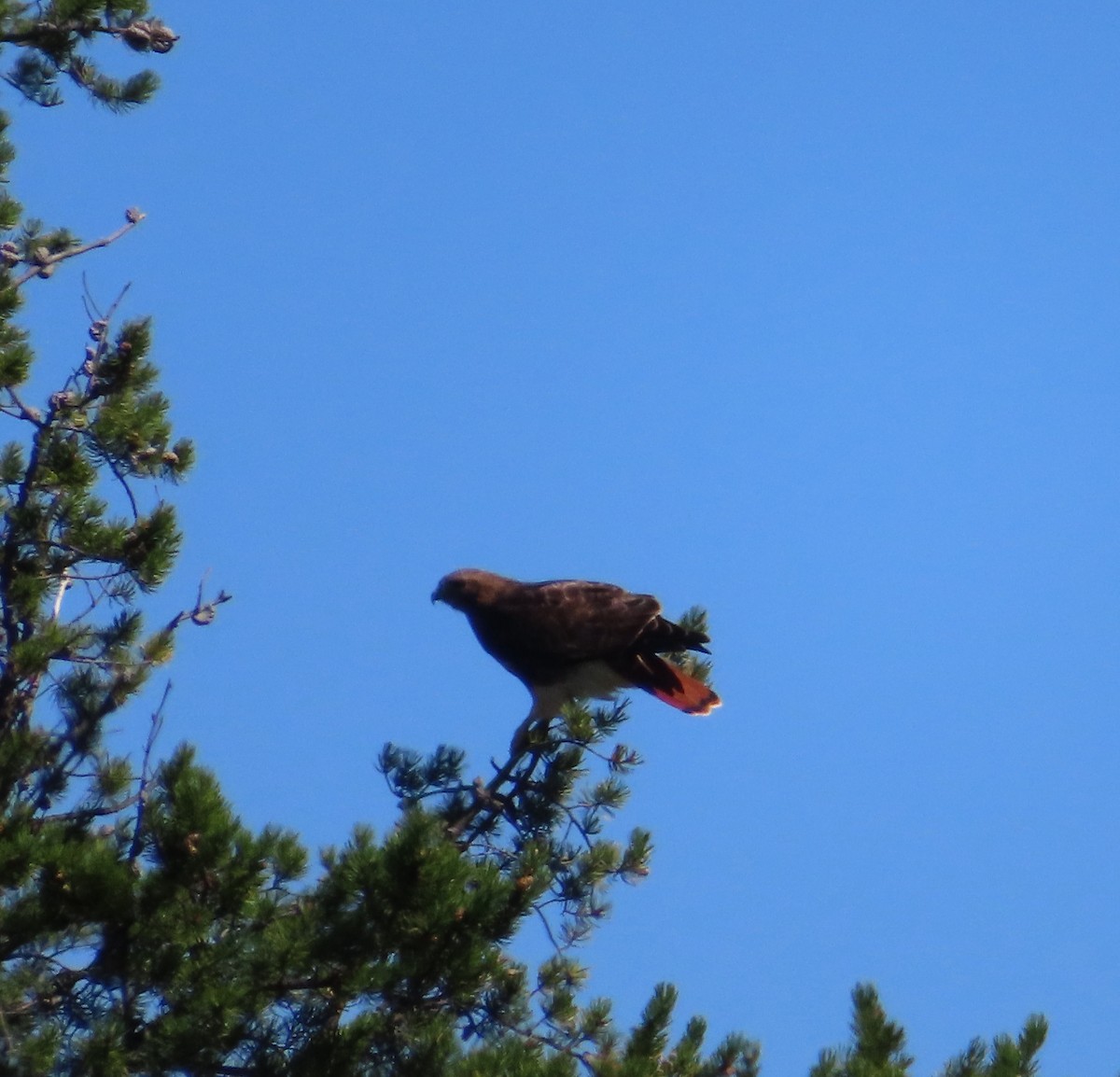 Red-tailed Hawk - ML608354275