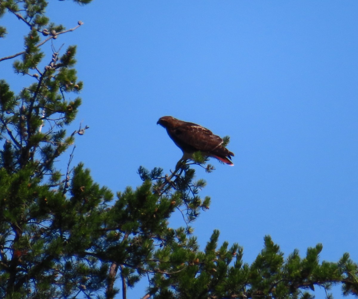 Red-tailed Hawk - ML608354277