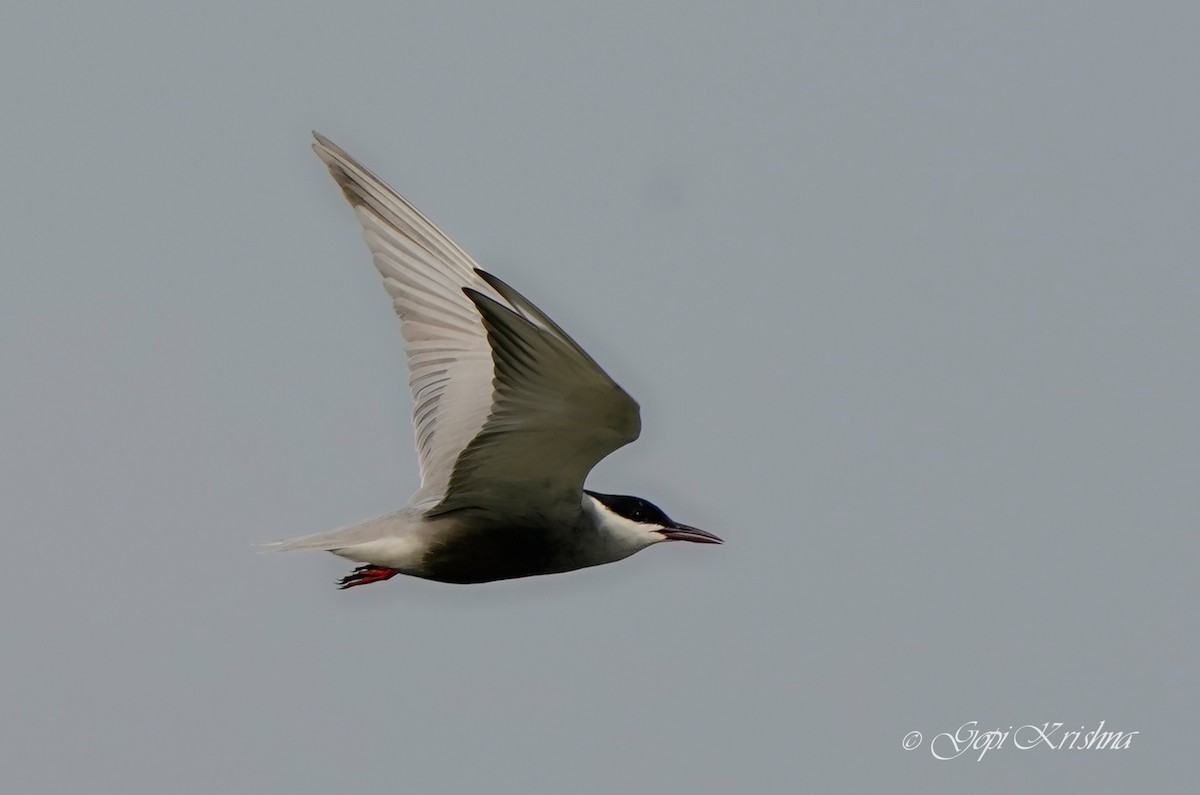 Whiskered Tern - ML608354437