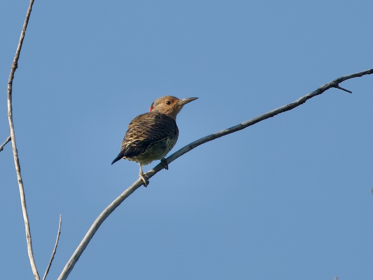 Northern Flicker (Yellow-shafted) - ML608354448