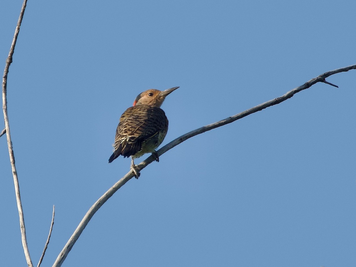 Northern Flicker (Yellow-shafted) - ML608354449