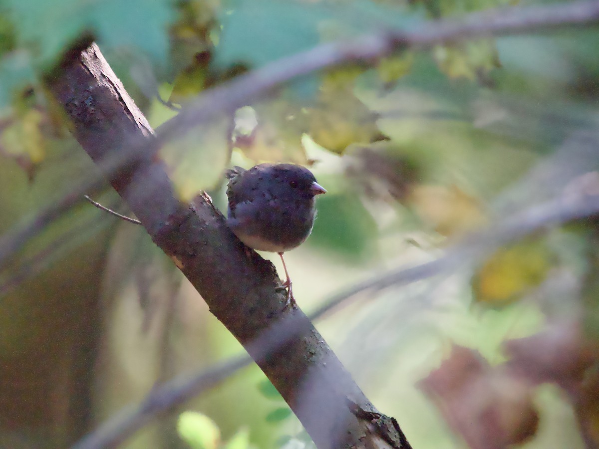 Dark-eyed Junco (Slate-colored) - ML608354451