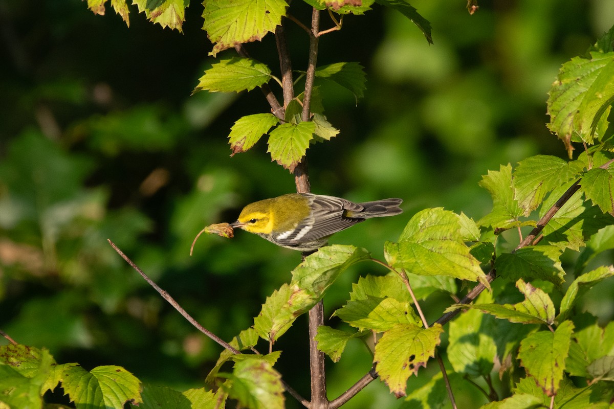 Black-throated Green Warbler - ML608354455