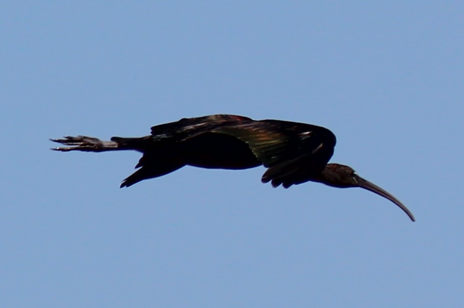 Glossy Ibis - Miguel Appleton