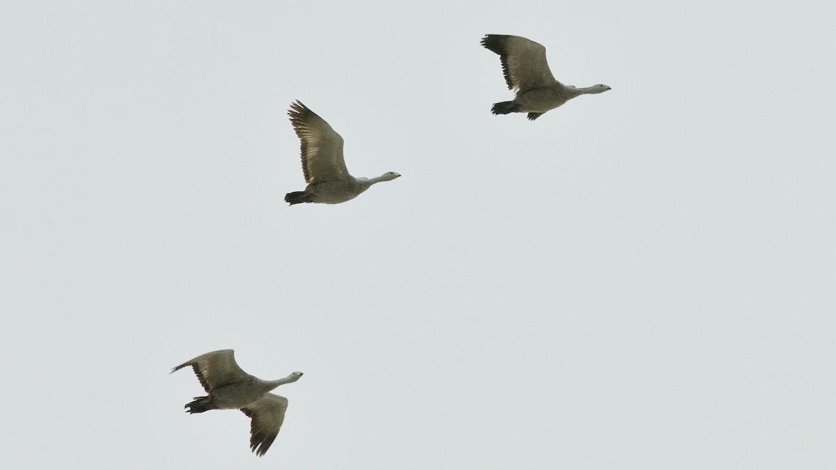 Cape Barren Goose - ML608354607