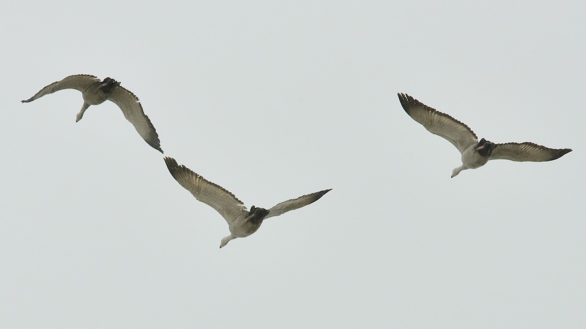 Cape Barren Goose - ML608354609