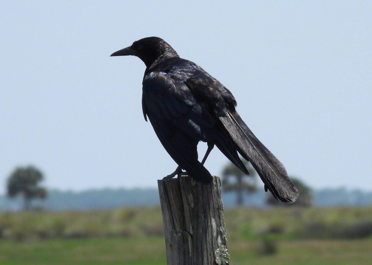 Boat-tailed Grackle - ML608354682