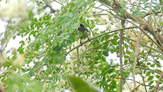 Crimson-backed Sunbird - ML608354688