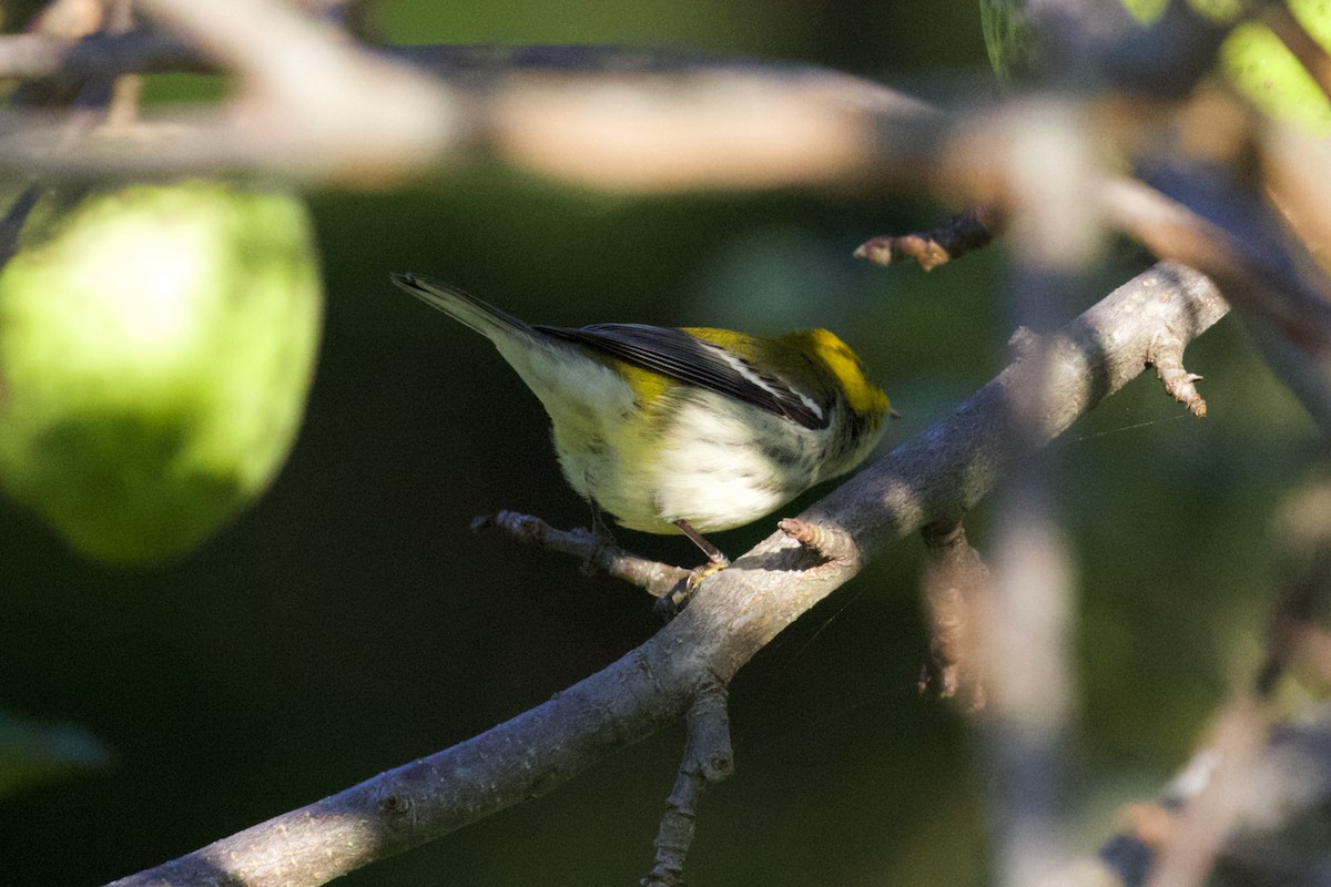 Black-throated Green Warbler - ML608354723