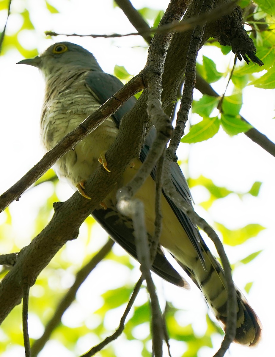 Indian Cuckoo - ML608354890