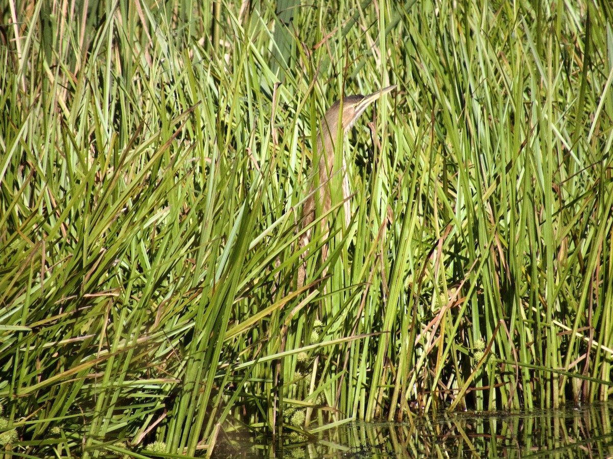 American Bittern - ML608354986