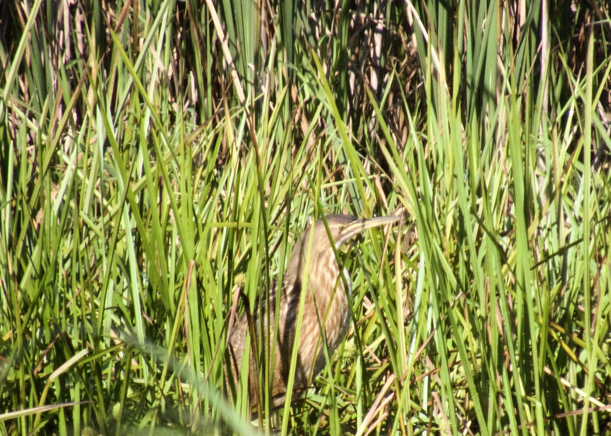 American Bittern - ML608355001