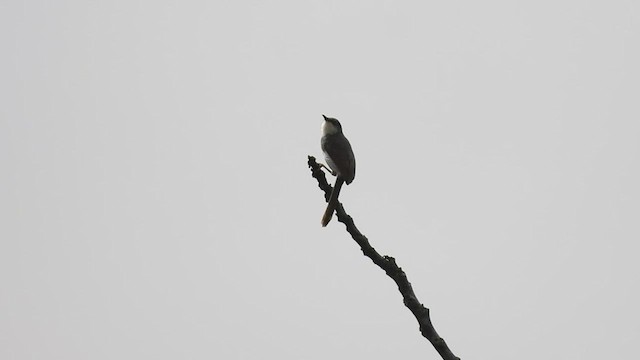 gråbrystprinia - ML608355103