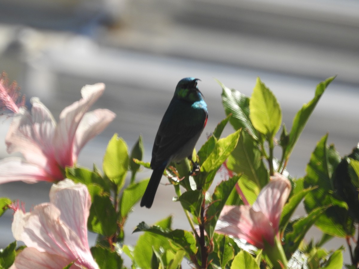 Southern Double-collared Sunbird - ML608355279