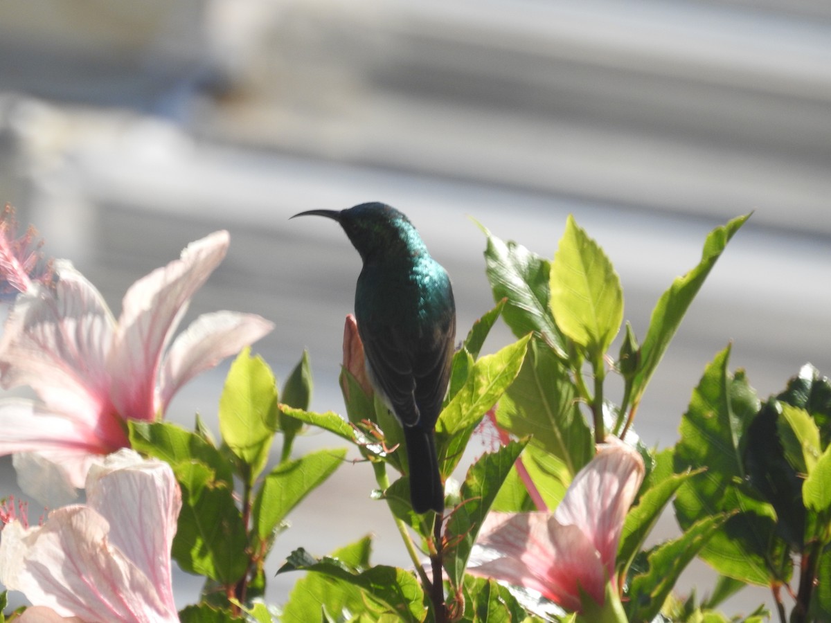 Southern Double-collared Sunbird - ML608355280