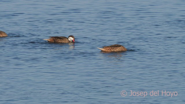 White-cheeked Pintail - ML608355304