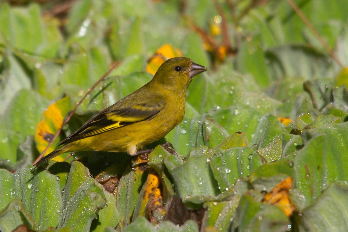 Hooded Siskin - ML608355340