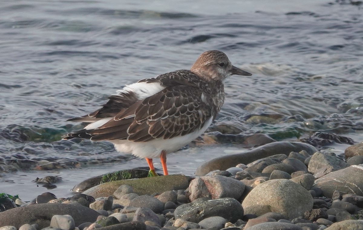 Ruddy Turnstone - ML608355398