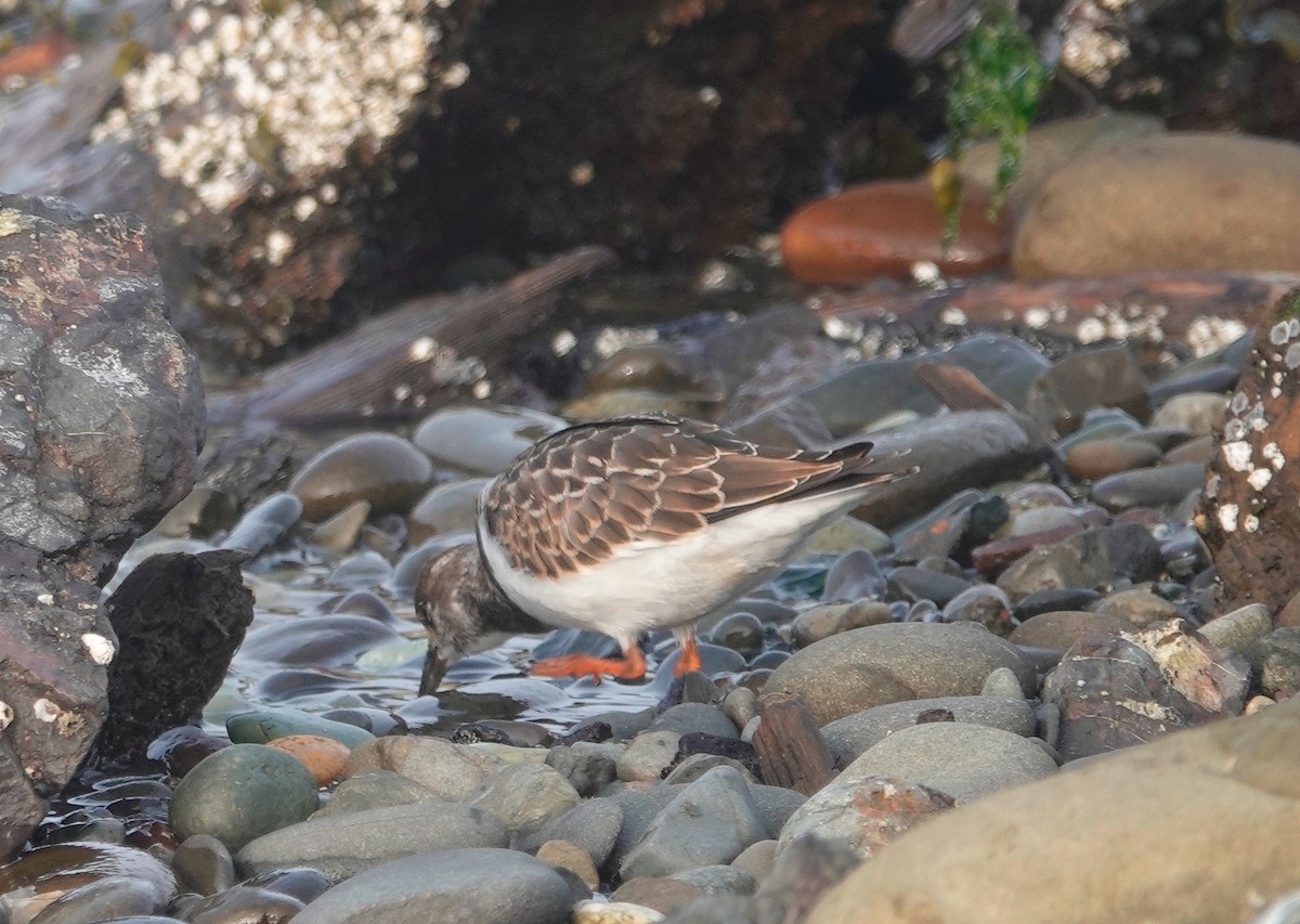 Ruddy Turnstone - ML608355403