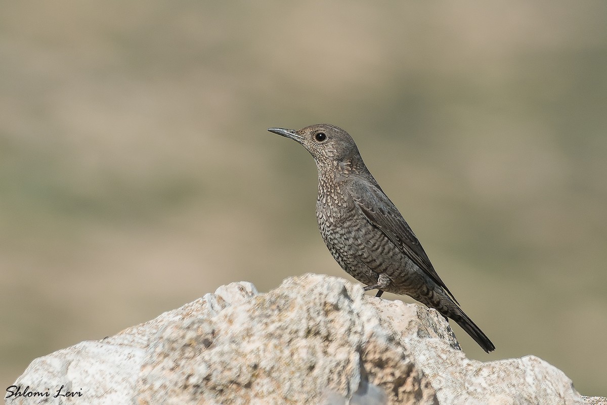 Blue Rock-Thrush - Shlomi Levi