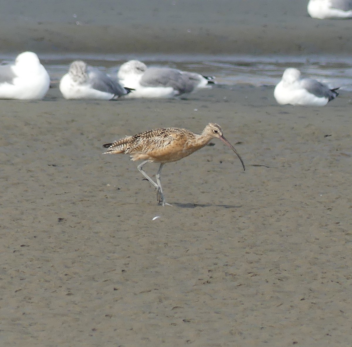 Long-billed Curlew - ML608355530