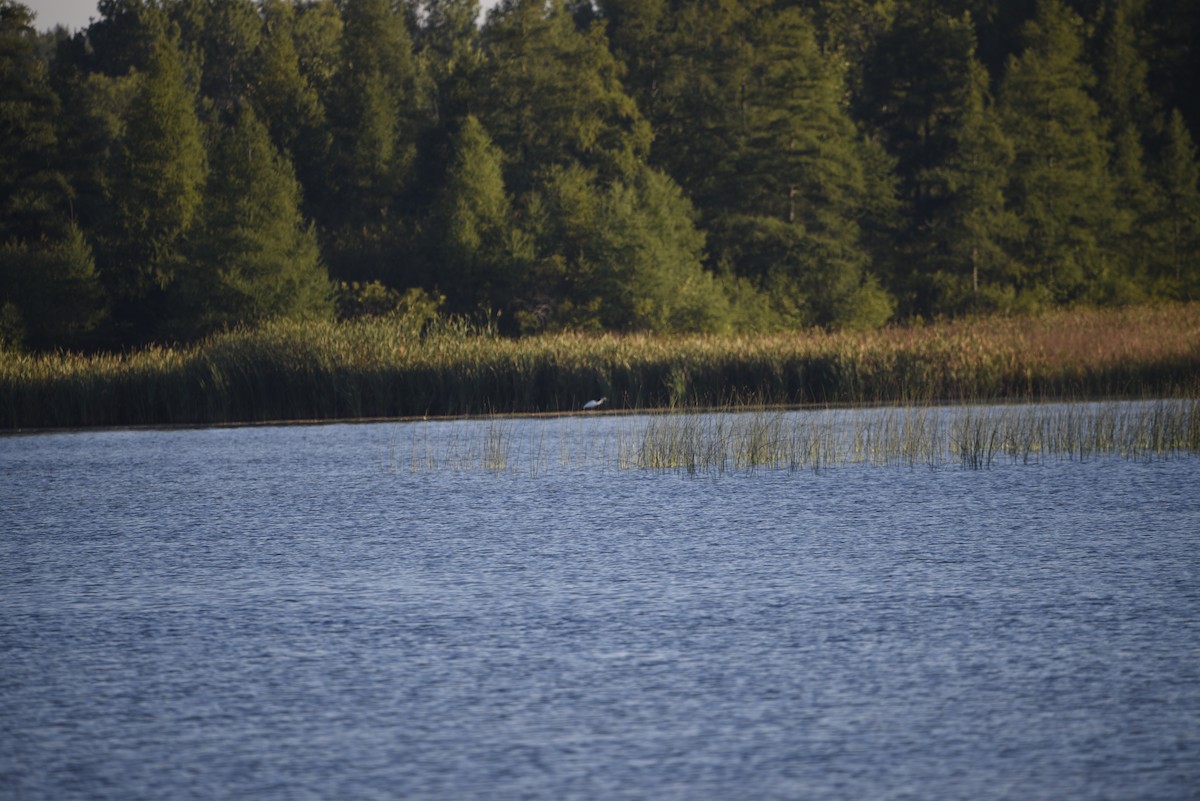 Great Egret - ML608355641