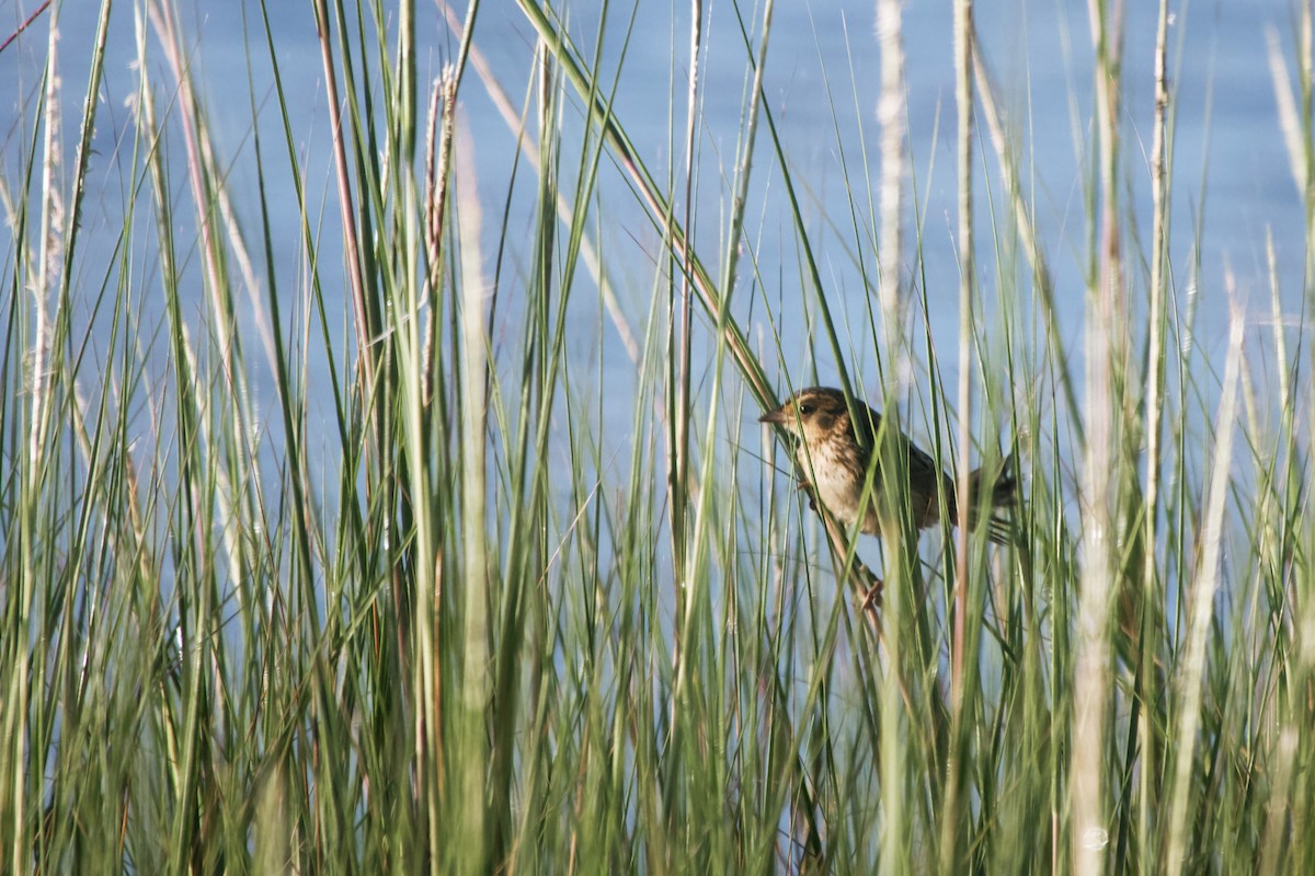 Saltmarsh Sparrow - ML608355642