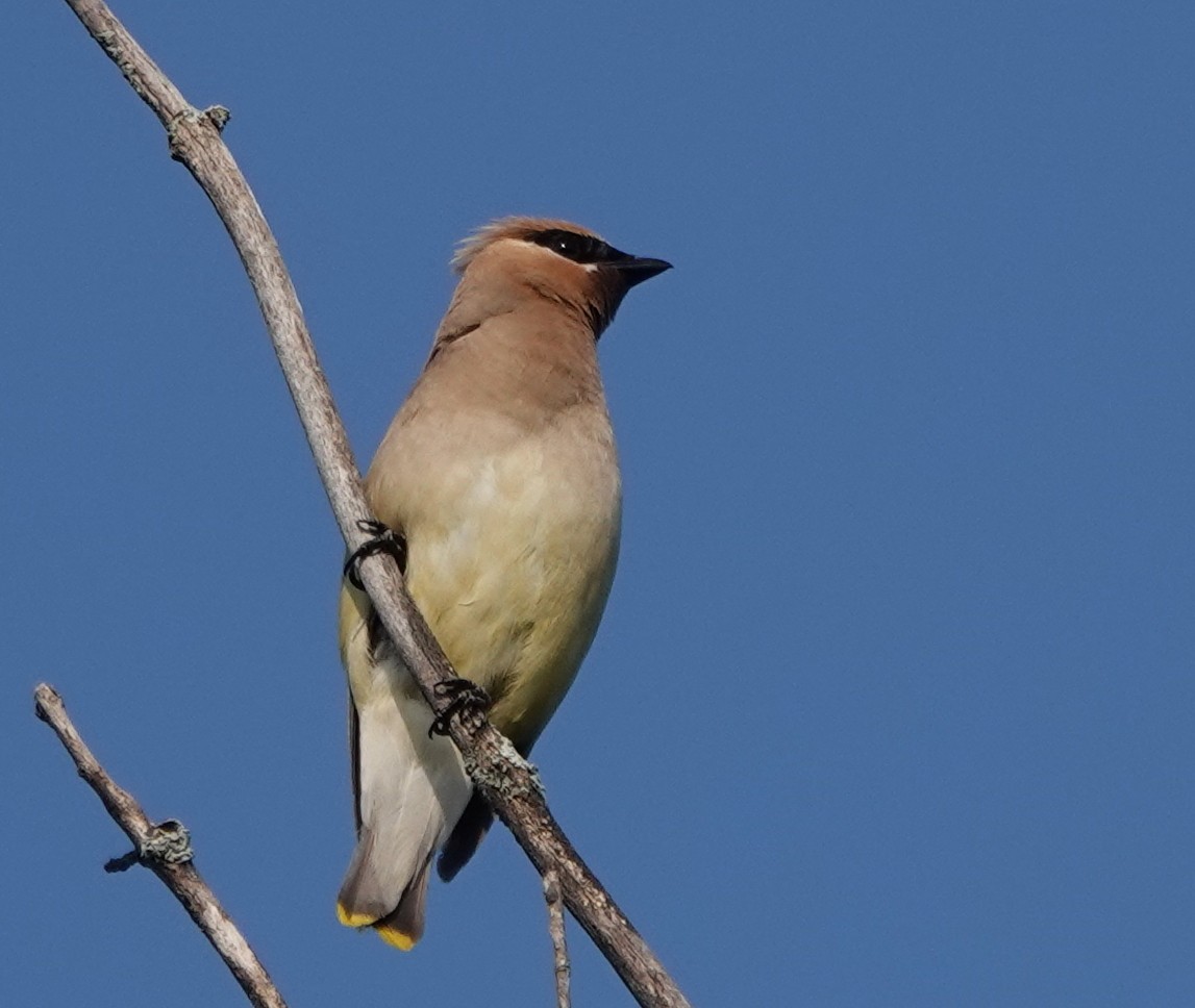 Cedar Waxwing - ML608355685