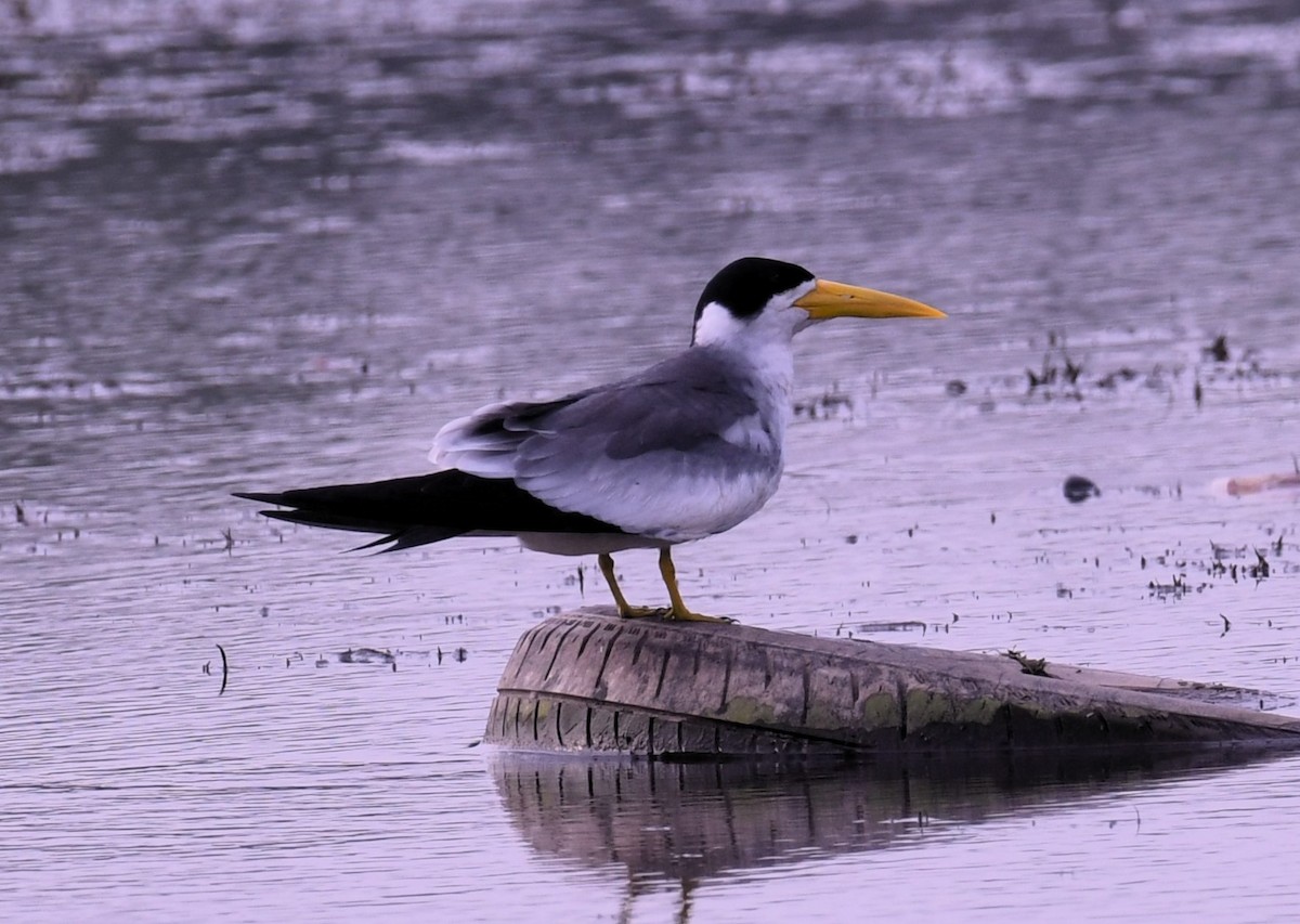 Large-billed Tern - Christian Engel