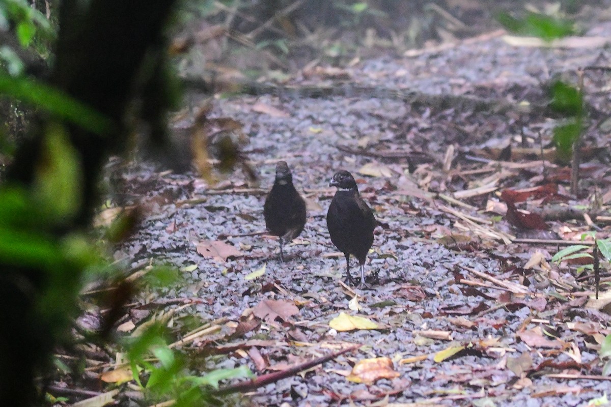 Black-breasted Wood-Quail - ML608355745