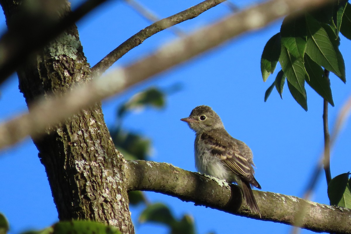 Least Flycatcher - ML608355849