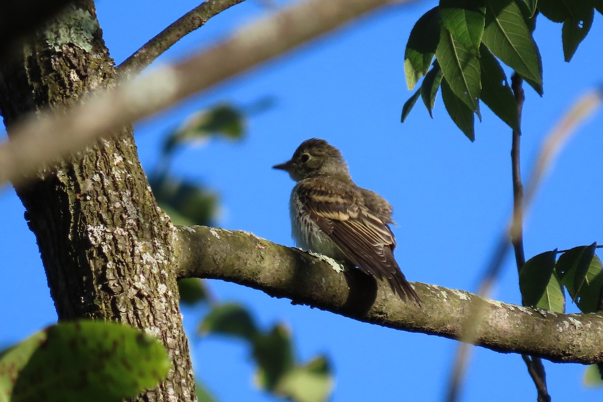 Least Flycatcher - ML608355850
