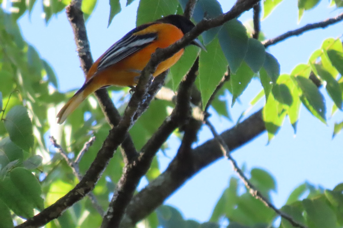 Baltimore Oriole - ML608355862