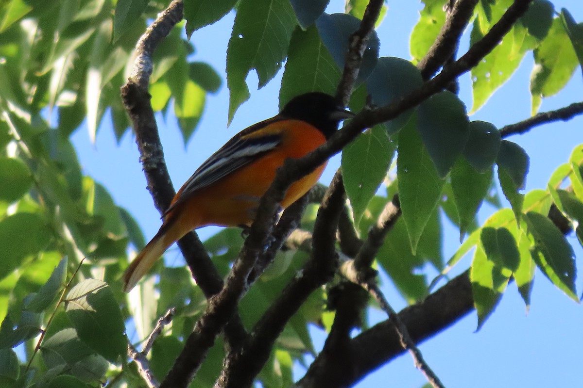 Oriole de Baltimore - ML608355863