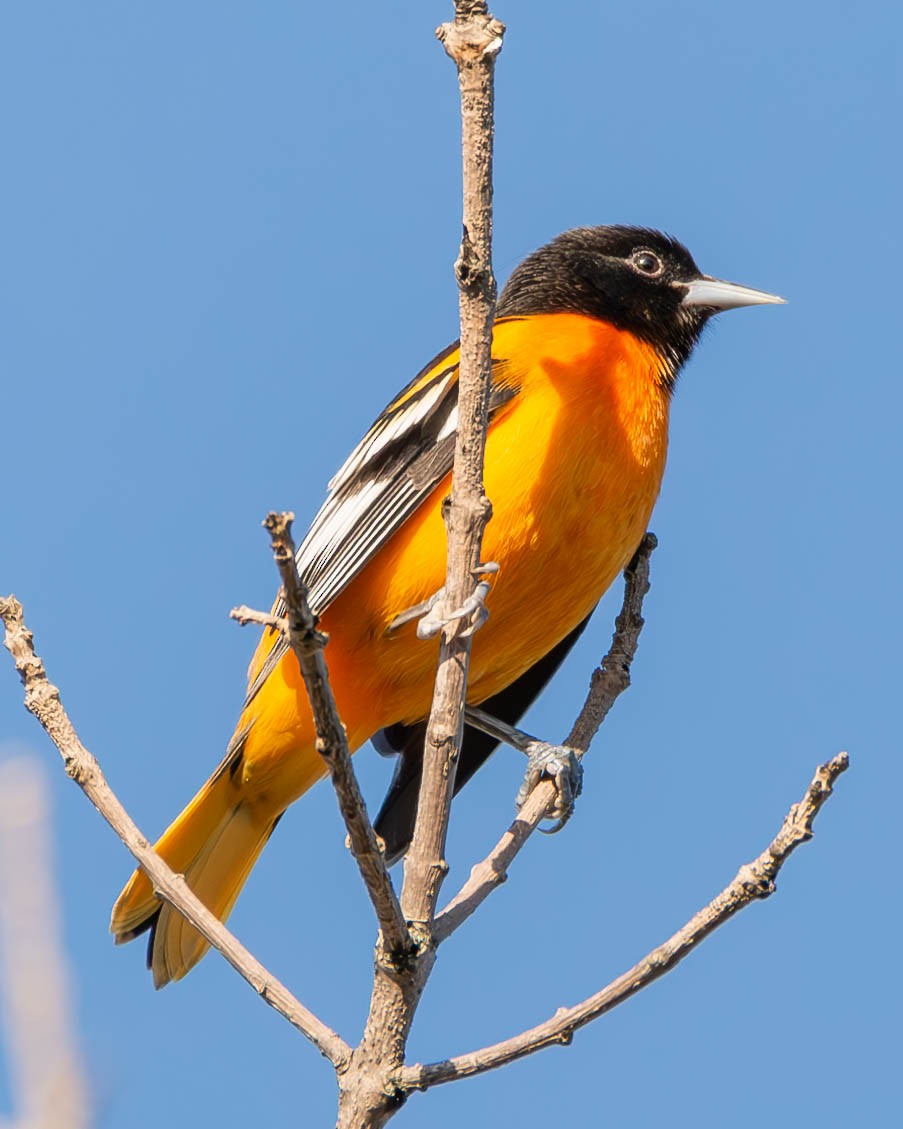 Oriole de Baltimore - ML608356170