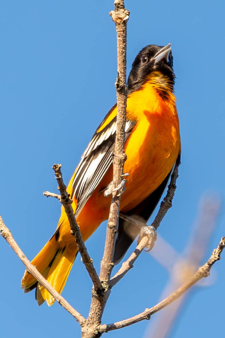 Oriole de Baltimore - ML608356171