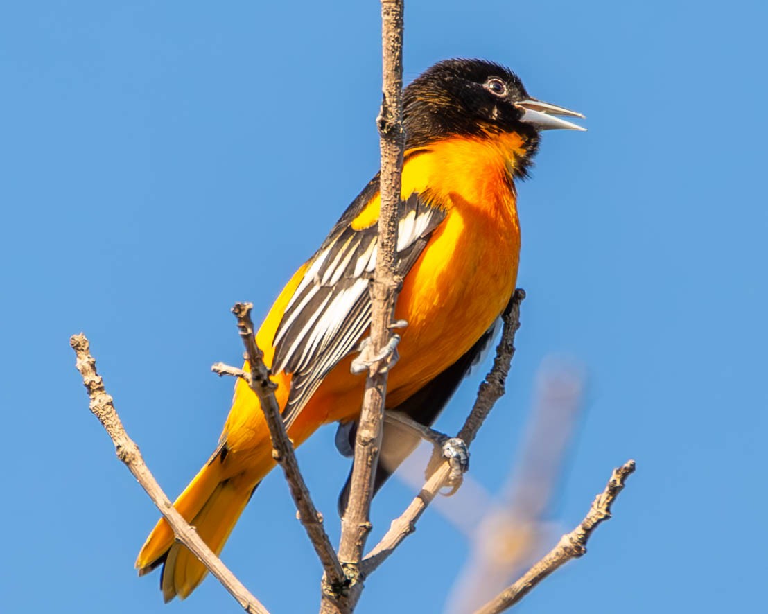 Oriole de Baltimore - ML608356172