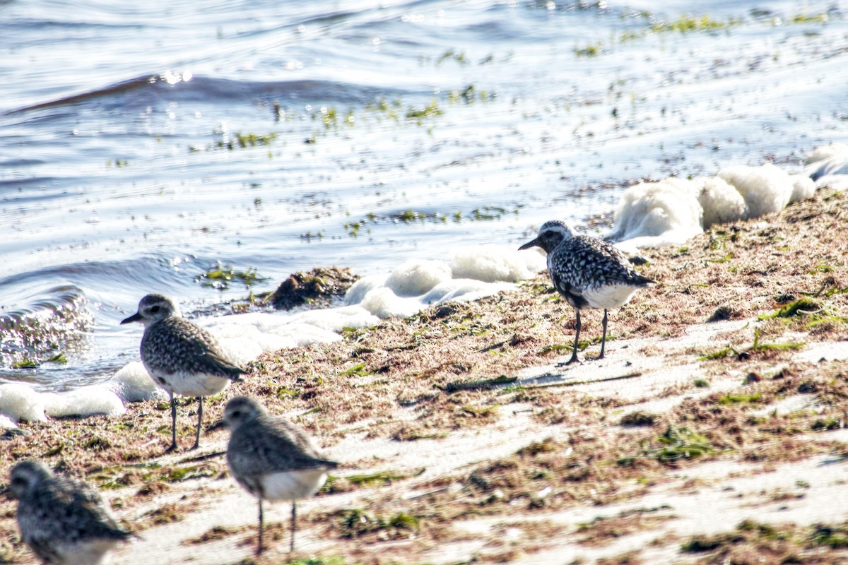 Black-bellied Plover - Jim Carroll