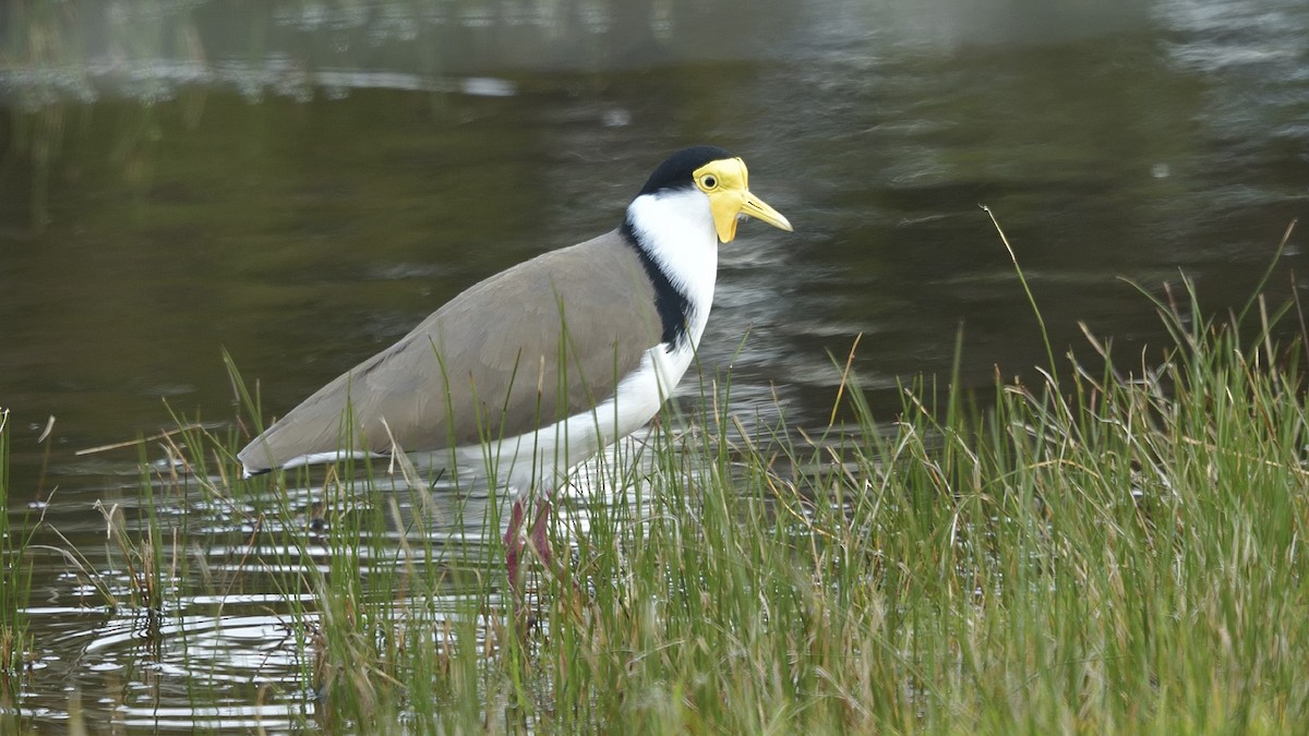 Masked Lapwing - ML608356182