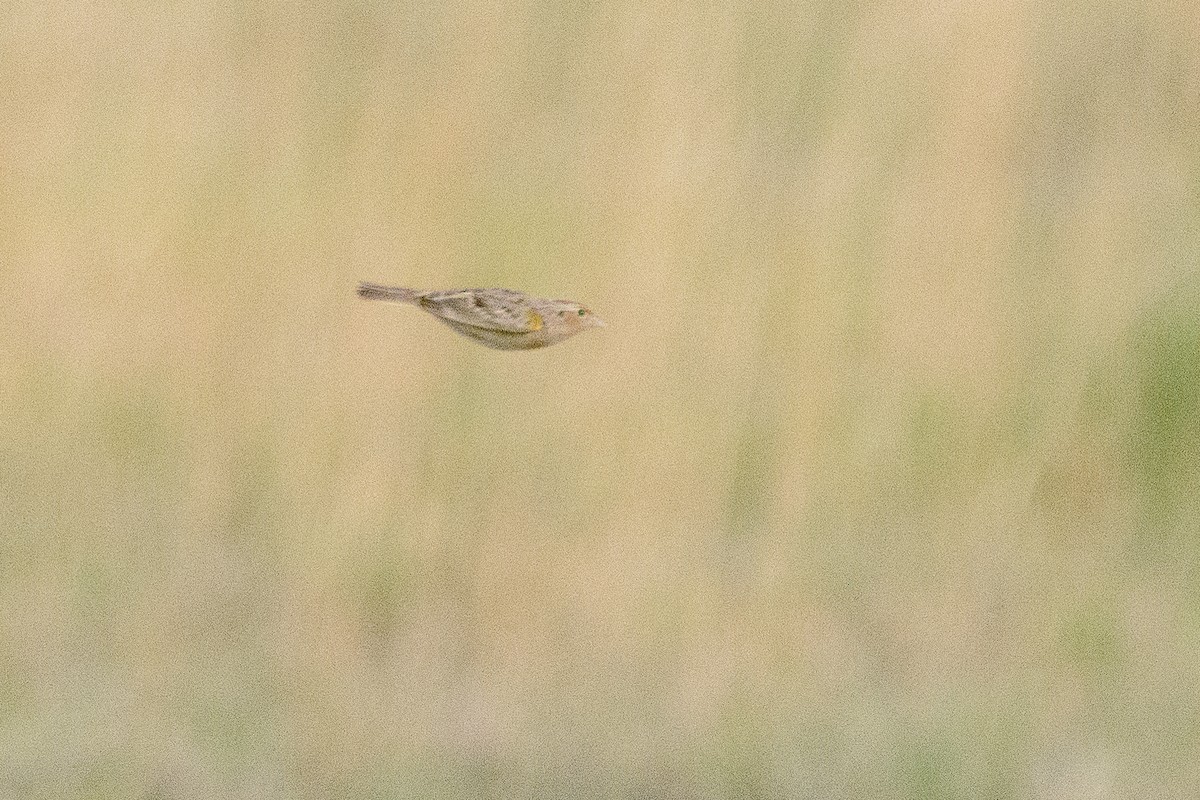 Grasshopper Sparrow - ML608356225