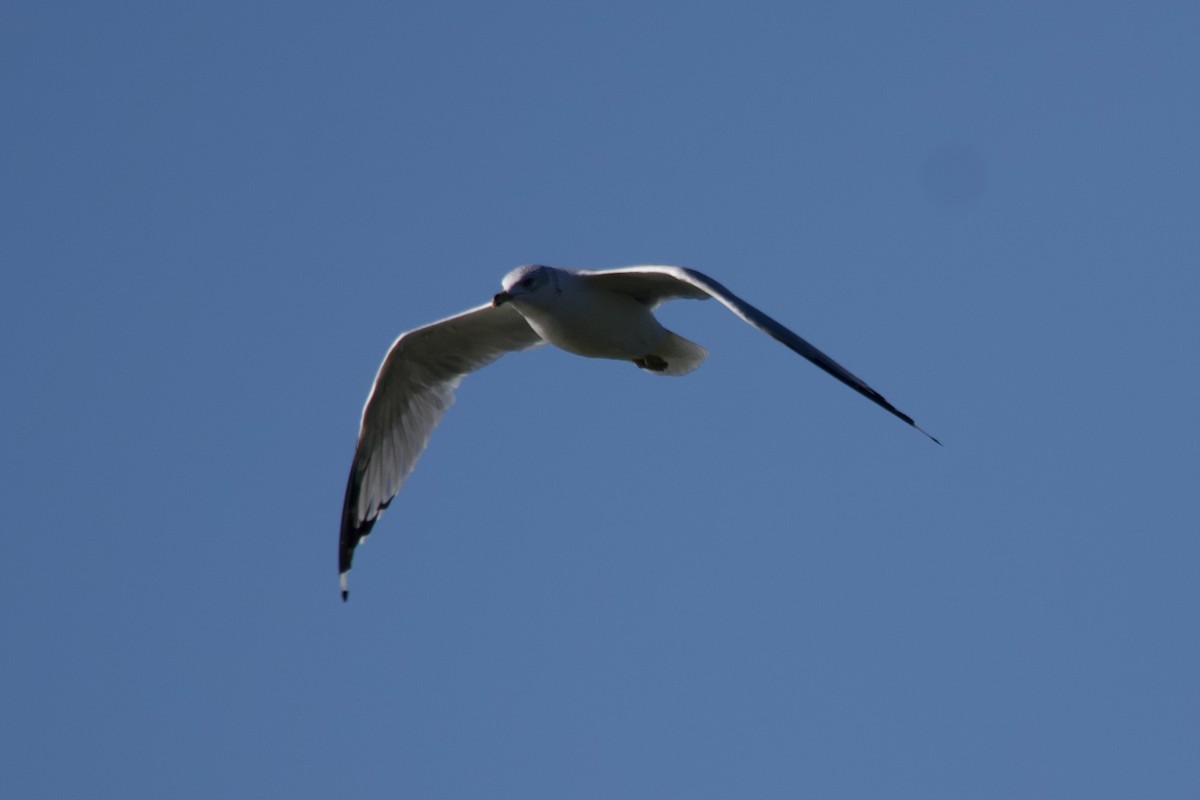 Ring-billed Gull - ML608356275