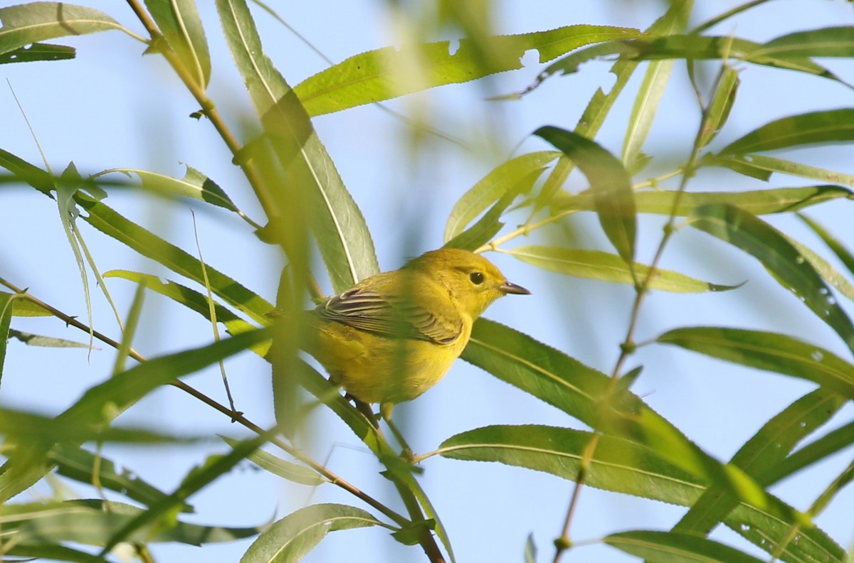Yellow Warbler - ML608356329